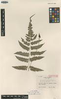 Isotype of Athyrium wardii Tagawa var. inadae [family WOODSIACEAE]