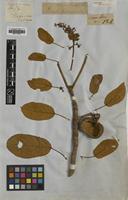 Type of Sterculia tragacantha Lindl. [family STERCULIACEAE]