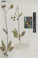Type of Hieracium nitens Lindeb. [family ASTERACEAE]