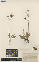 Type of Hieracium caesium Lindeb. var. angustatum [family ASTERACEAE]