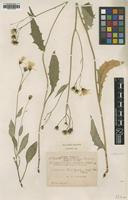 Type of Hieracium gracilentipes Dahlst. [family ASTERACEAE]