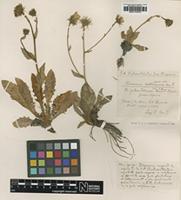 Type of Hieracium valbonnense Arv.-Touv. [family ASTERACEAE]