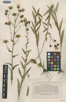 Type of Hieracium reticulatum Lindeb. [family ASTERACEAE]