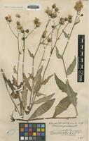 Type of Hieracium sparsifolium Dahlst. ssp. grandescens [family ASTERACEAE]