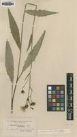 Type of Hieracium murorum Dahlst. ssp. flocculosum [family ASTERACEAE]