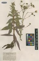Type of Hieracium barcinonense Sennen [family ASTERACEAE]