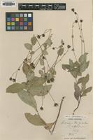 Type of Hieracium trachycaulon Vuk. var. polycladum [family ASTERACEAE]