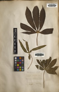 Filed as Manihot esculenta Crantz [family EUPHORBIACEAE]