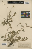 Filed as Hieracium pilosella Nägeli & Peter ssp. pachyanthum [family ASTERACEAE]
