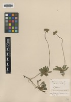 Filed as Hieracium auricula Lam. & DC. [family ASTERACEAE]
