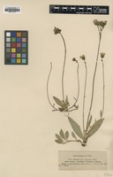 Filed as Hieracium fuscum Nägeli & Peter [family ASTERACEAE]