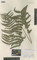 Isotype of Nephrolepis x pseudobiserrata Miyam. [family LOMARIOPSIDACEAE]