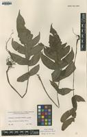 Isotype of Diplazium formosanum Rosenst. [family WOODSIACEAE]