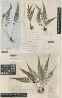 Type of Diplazium grammitoides C.Presl [family WOODSIACEAE]