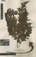 Type of Alsophila subglandulosa Hance [family CYATHEACEAE]
