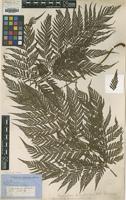Type? of Nephrodium decompositum R.Br. [family DRYOPTERIDACEAE]