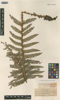 Isotype of Polystichum kurokawae Tagawa [family DRYOPTERIDACEAE]