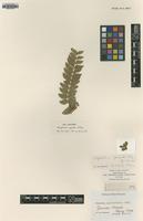 Type of Polystichum grande Ching [family DRYOPTERIDACEAE]