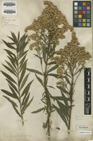 Type of Solidago serotina Aiton [family ASTERACEAE]