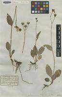 Type? of Hieracium pollichiae Sch.Bip. [family ASTERACEAE]
