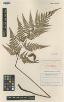 Isotype of Polystichum pseudoaristatum Tagawa [family DRYOPTERIDACEAE]