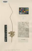 Filed as Juncus juncus inflexus x effusus = j. x diffusus Hoppe [family JUNCACEAE]