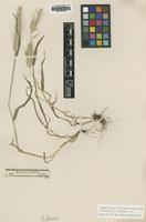 Lectotype of Hordeum murinum Döll var. glaucescens [family UNKNOWN]