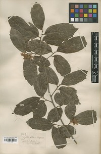 Type of Actinophora fragrans Wall. ex R.Br. [family TILIACEAE]