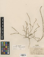 Lectotype of Corispermum tylocarpum Hance [family CHENOPODIACEAE]