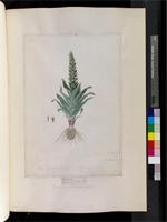 Satyrium Sw., species from South Africa