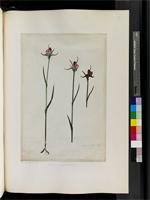 Disperis capensis (L.) Sw., from South Africa