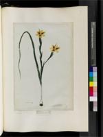 Moraea Mill., species from South Africa