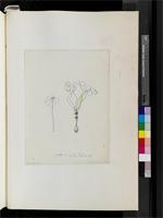 Gethyllis verticillata R. Br. ex Herb., from South Africa