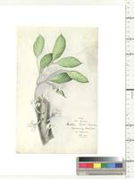 Dorothea talbotii Wernham, from Nigeria