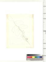 Barteria nigritania Hook f., from Nigeria