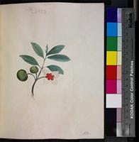 Kiggelaria africana L. from South Africa