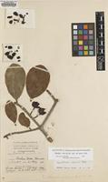 Lectotype of Ternstroemia calycina Fawc. & Rendle [family THEACEAE]