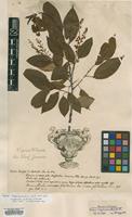Lectotype of Prunus virginiana L. [family ROSACEAE]