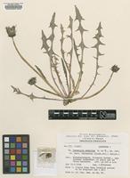 Isotype of Taraxacum subdolum Kirschner & Štěpánek [family ASTERACEAE]