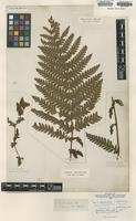 Isolectotype of Osmunda claytoniana L. [family OSMUNDACEAE]