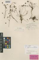 Type of Geranium monticola Ridl. [family GERANIACEAE]