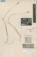 Lectotype of Hordeum chilense Roem. & Schult. [family POACEAE]