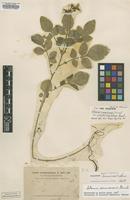 Isotype of Solanum commersonii Hassl. var. pseudostipulatum [family SOLANACEAE]