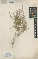 Lectotype of Salicornia foliata Pall. [family CHENOPODIACEAE]