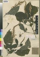 Lectotype of Brachystephanus africanus S.Moore [family ACANTHACEAE]