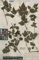 Lectotype of Rubus spectabilis Pursh [family ROSACEAE]