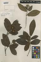 Isolectotype of Nauclea cumingiana Vidal [family RUBIACEAE]