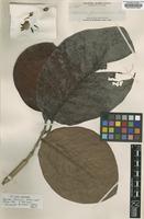Isotype of Nauclea formicaria Elmer [family RUBIACEAE]