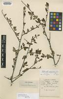 Type of Cotoneaster sanguineus T.T.Yu [family ROSACEAE]