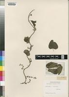 Type of Cissampelos apiculata Hochst. [family MENISPERMACEAE]